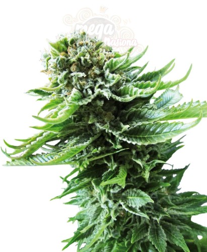 SENSI SEEDS - Northern Lights Automatic