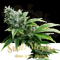 SUPER STRAINS - Eden CBD