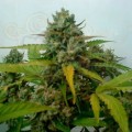 Caramel King Auto