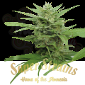 SUPER STRAINS - DFA Auto