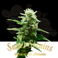 SUPER STRAINS - Mexican Candy