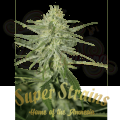 SUPER STRAINS - Fini Auto