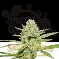 SUPER STRAINS - Enemy’s Dream