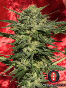 SERIOUS SEEDS - Auto White Russian