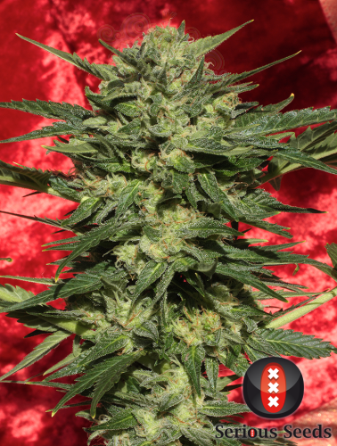 SERIOUS SEEDS - Auto White Russian