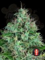 SERIOUS SEEDS - Serious 6