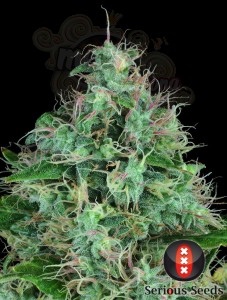 SERIOUS SEEDS - Serious 6