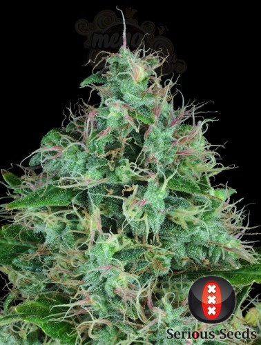 SERIOUS SEEDS - Serious 6