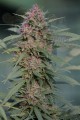 SERIOUS SEEDS - Serious 6