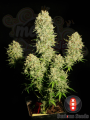 SERIOUS SEEDS - Chronic