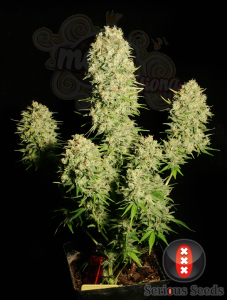 SERIOUS SEEDS - Chronic