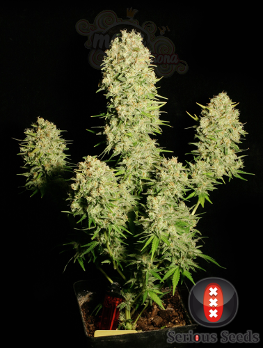 SERIOUS SEEDS - Chronic