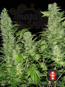 SERIOUS SEEDS - Double Dutch