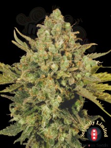 SERIOUS SEEDS - CBD Warlock