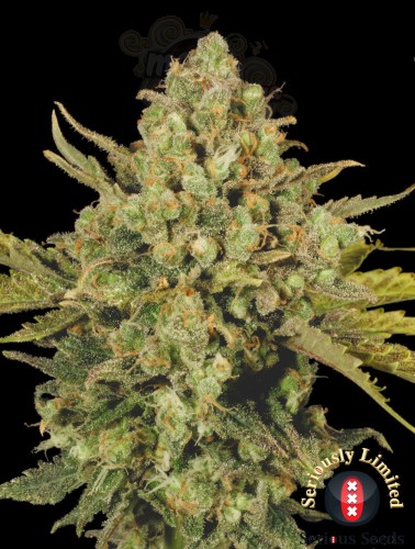 SERIOUS SEEDS - CBD Warlock
