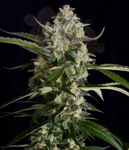SERIOUS SEEDS - Seriosa
