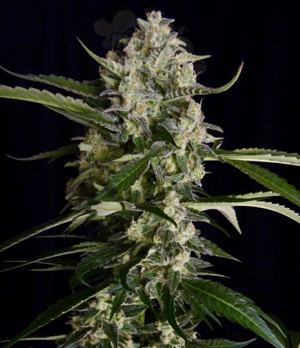 SERIOUS SEEDS - Seriosa