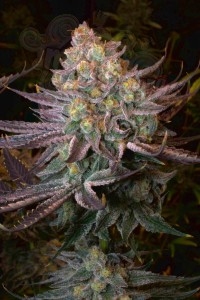 SERIOUS SEEDS - Seriotica