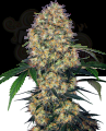 SENSI SEEDS - Sensi Amnesia XXL