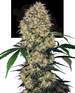 SENSI SEEDS - Sensi Amnesia XXL