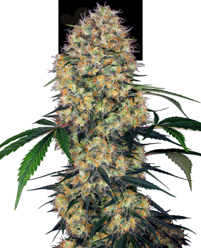 SENSI SEEDS - Sensi Amnesia XXL