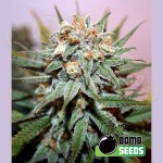 BOMB SEEDS - Hash Bomb