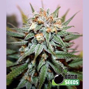 BOMB SEEDS - Hash Bomb