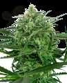 SENSI SEEDS - Sensi Amnesia