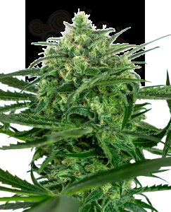 SENSI SEEDS - Sensi Amnesia