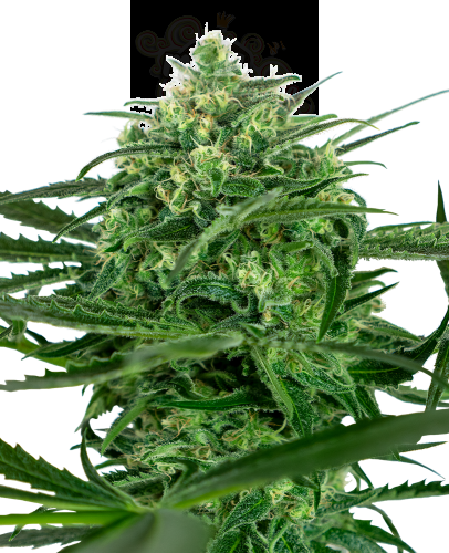 SENSI SEEDS - Sensi Amnesia