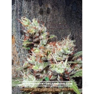 MINISTRY OF CANNABIS - Kandahar