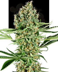SENSI SEEDS - Critical Runtz