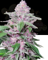 SENSI SEEDS - Purple Cookie Kush