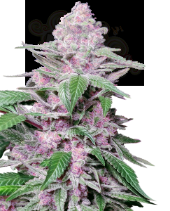 SENSI SEEDS - Purple Cookie Kush