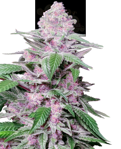 SENSI SEEDS - Purple Cookie Kush