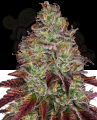 SENSI SEEDS - Tezla OG