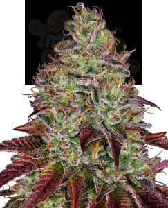 SENSI SEEDS - Tezla OG