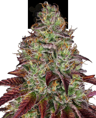 SENSI SEEDS - Tezla OG