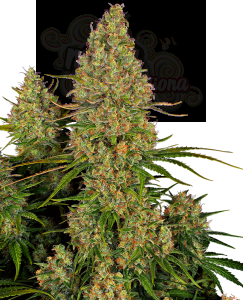 SENSI SEEDS - Sticky Orange XXL Auto