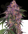 SENSI SEEDS - Sensi Purple Kush
