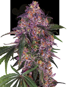 SENSI SEEDS - Sensi Purple Kush