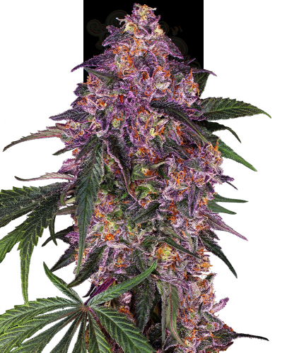 SENSI SEEDS - Sensi Purple Kush