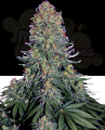 SENSI SEEDS - Blue Skunk