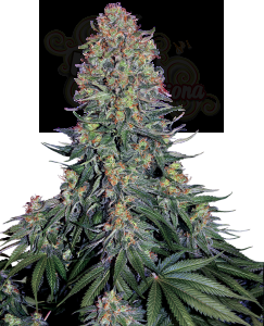 SENSI SEEDS - Blue Skunk