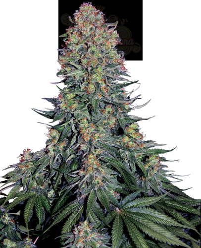 SENSI SEEDS - Blue Skunk