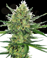 SENSI SEEDS - Tangerine Sugar