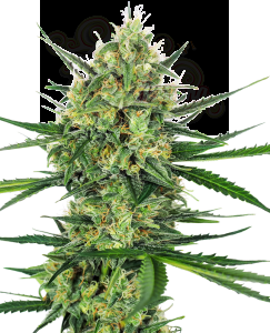 SENSI SEEDS - Tangerine Sugar