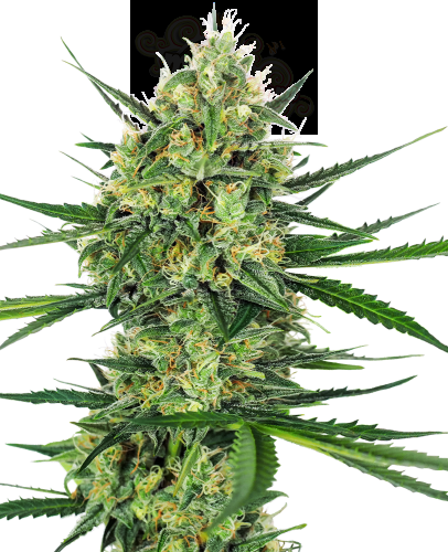 SENSI SEEDS - Tangerine Sugar