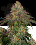 SENSI SEEDS - Sweet Cherry Kush
