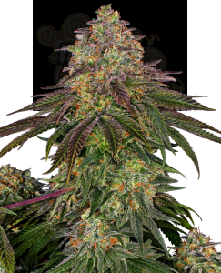 SENSI SEEDS - Sweet Cherry Kush